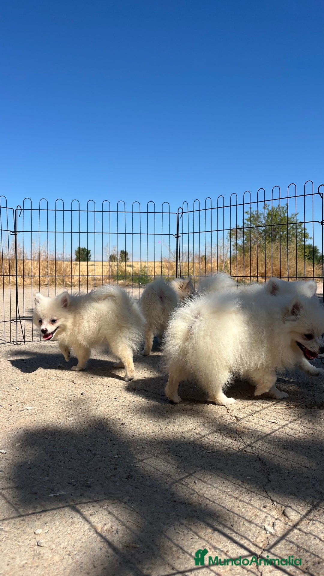 Pomerania perros en venta: Preciosa camada de Pomerania  - Imagen 7