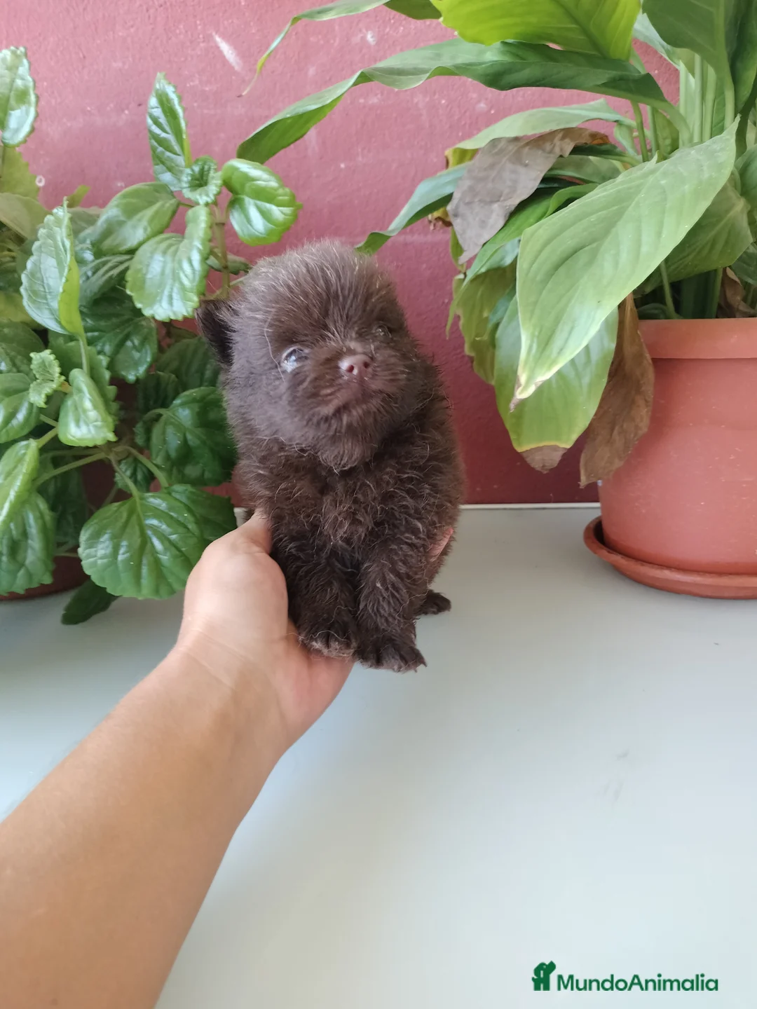 Pomerania perros en venta: Pomerania de Lulú en Badajoz - Anuncio 2