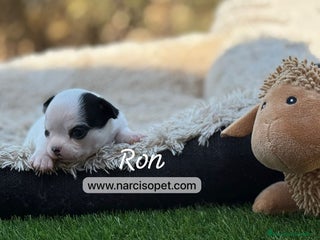 Chihuahua perros - Anuncio 39