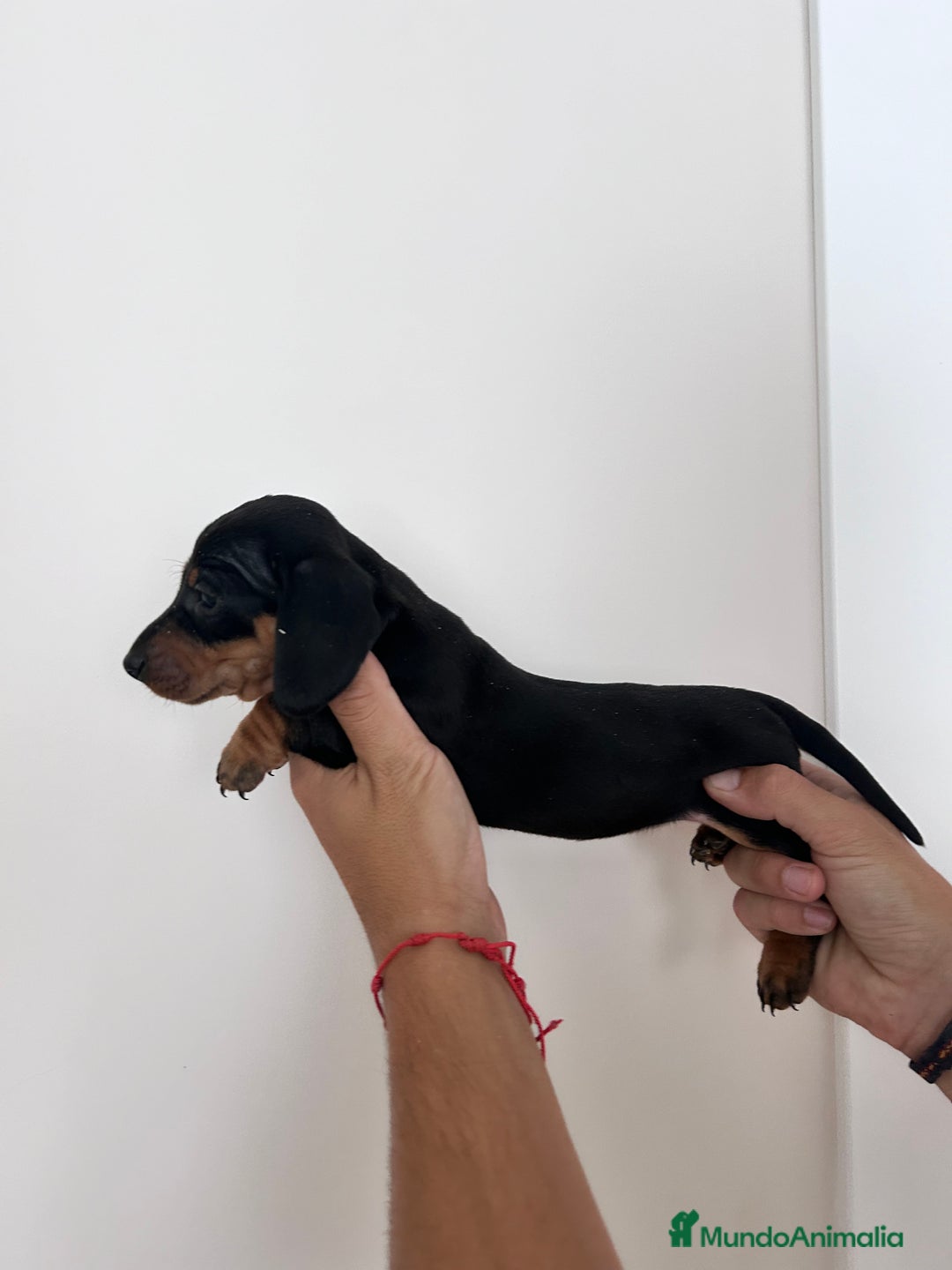 Teckel Miniatura perros en venta: teckel mini  - Imagen 5
