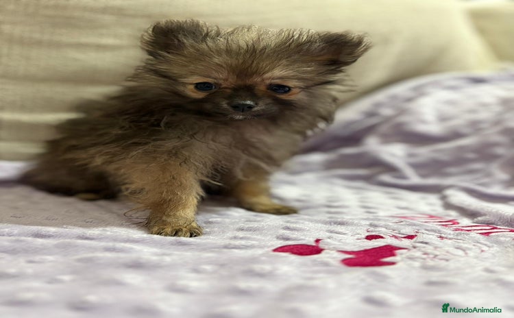 Pomerania perros - Propaganda 14