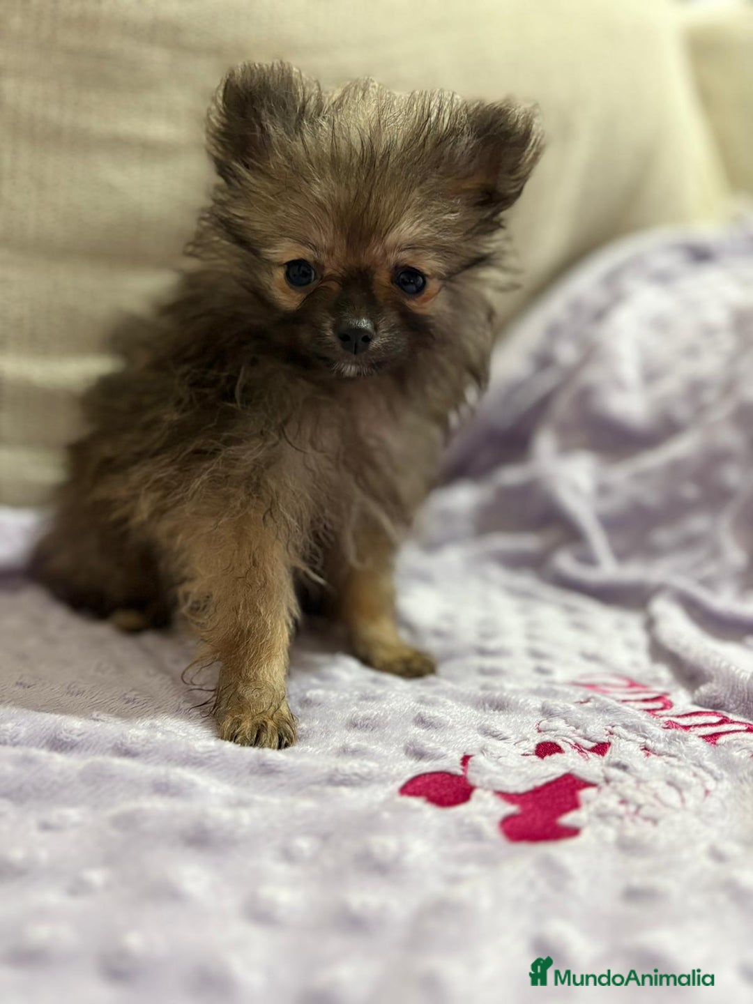 Pomerania perros en venta: Poo pomerania MICRO TOY  - Imagen 1