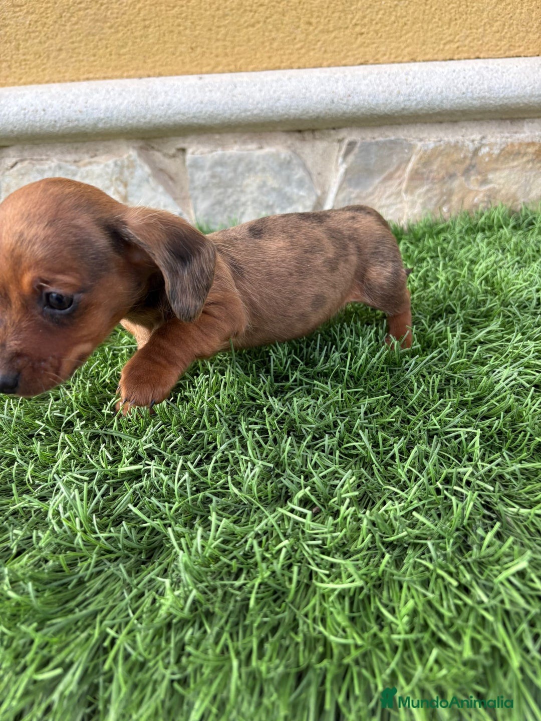 Teckel Miniatura perros en venta: Teckel miniatura varios colores  - Anuncio 16