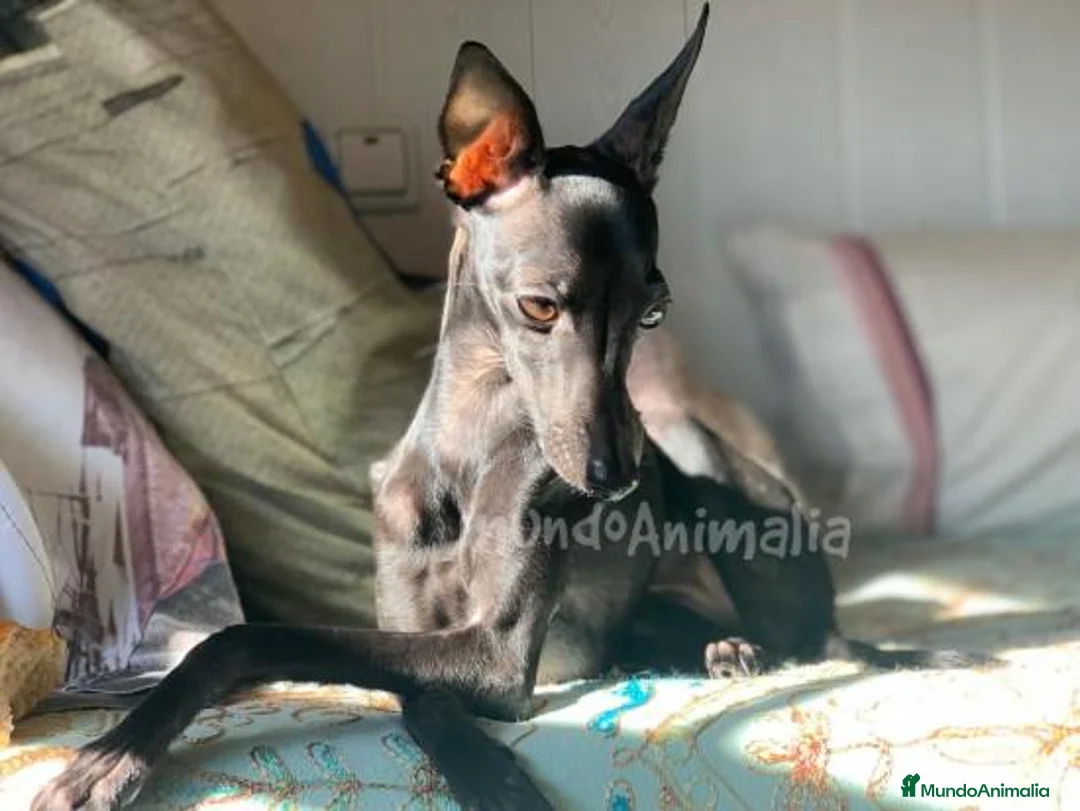 Imagen de galería {{count}}