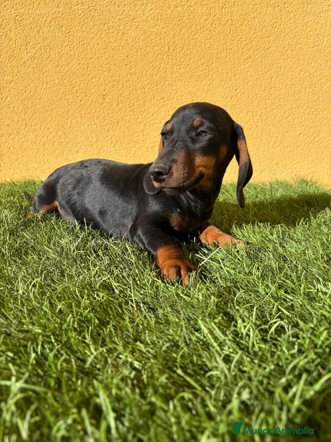 Teckel Miniatura perros en venta: Teckel Miniatura macho negro fuego  - Imagen 5