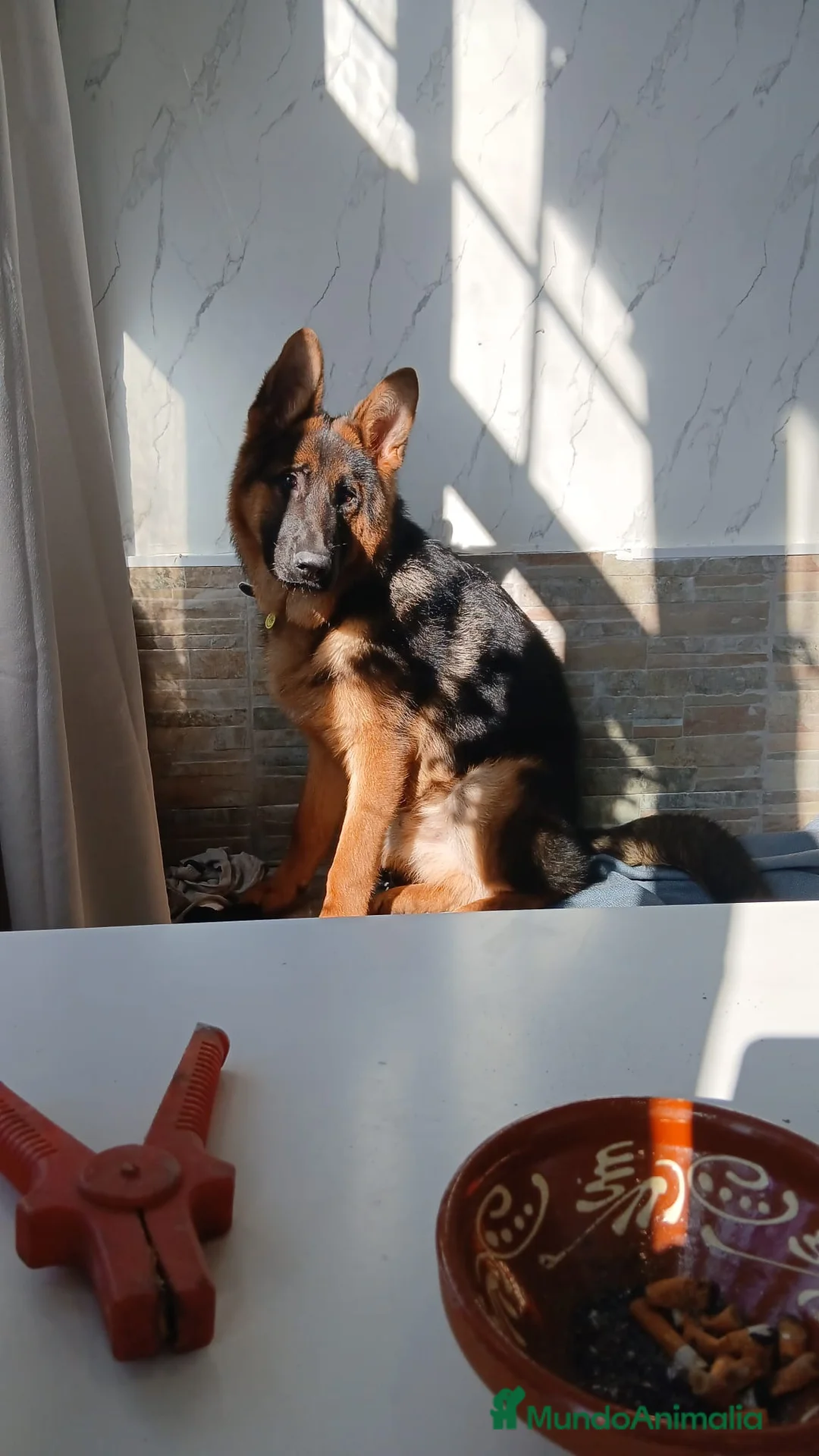 Pastor Alemán perros en venta: Pastor alemán 6 meses - Anuncio 1