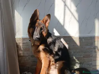 Pastor Alemán perros Pastor alemán 6 meses - Anuncio 2