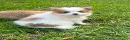 Spitz pequeño - Kleinspitz perros en venta: Pomerania kleinspitz 🐕 - Anuncio 6