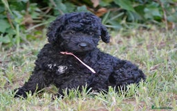 Perro de Agua Español perros en venta: Cachorro de perro de perro de agua  - Imagen 1