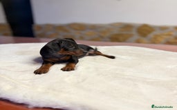 Pinscher Miniatura perros en venta: Mini Pincher hembra  - Imagen 3