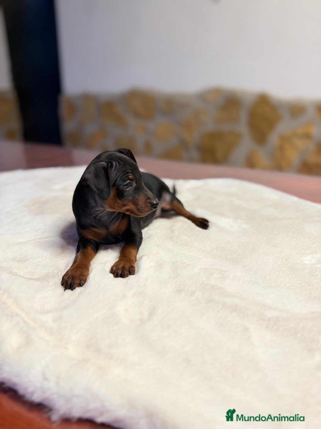 Pinscher Miniatura perros en venta: Mini Pincher hembra  - Imagen 3