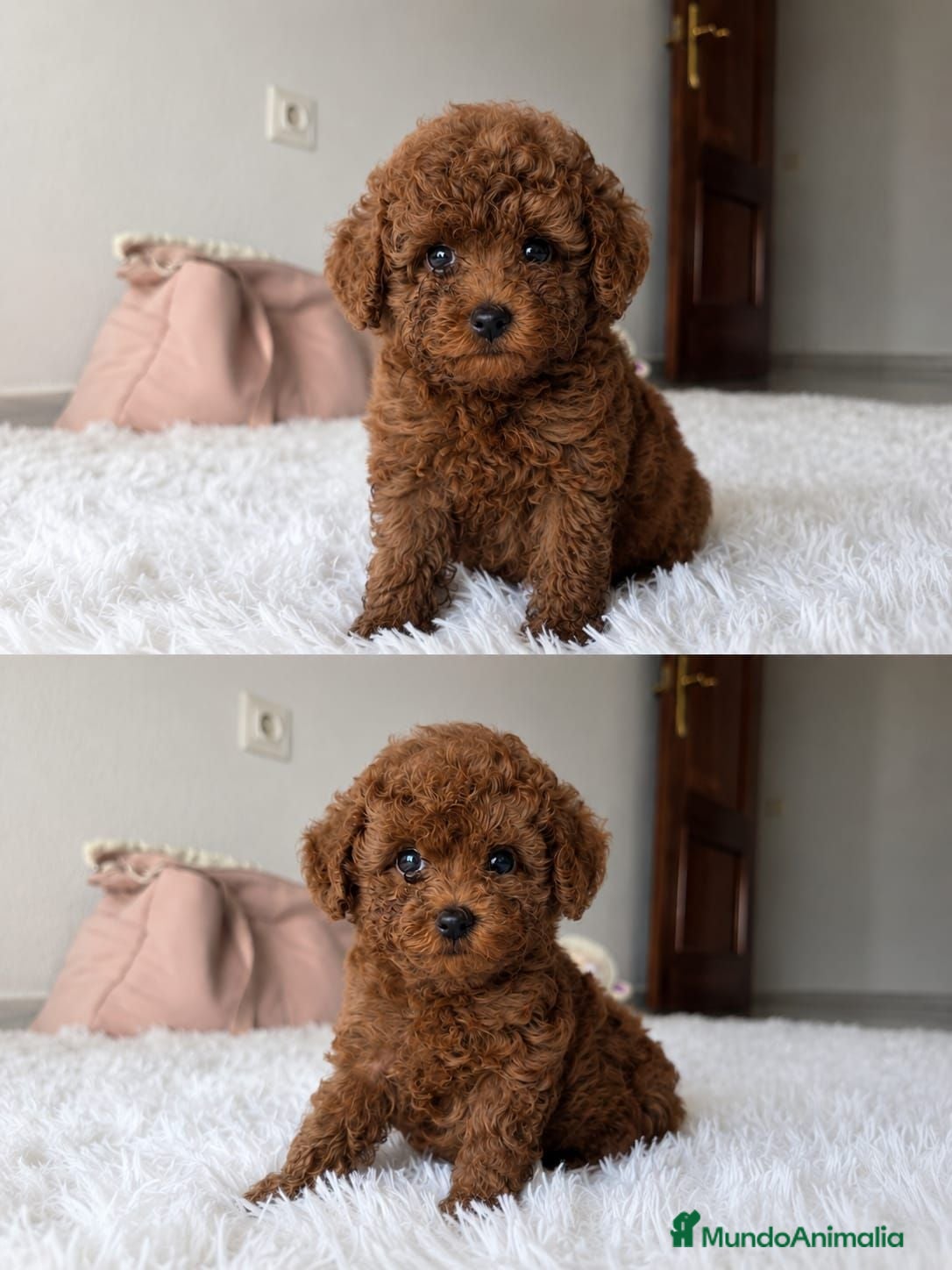 Caniche Toy perros CANICHE TOY - Anuncio 2