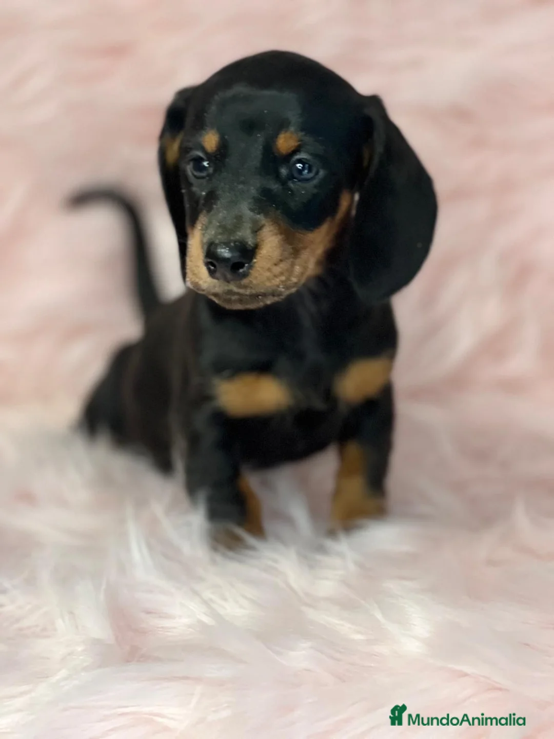 Teckel Miniatura perros en venta: TECKEL mini hembra  en Barcelona - Anuncio 2