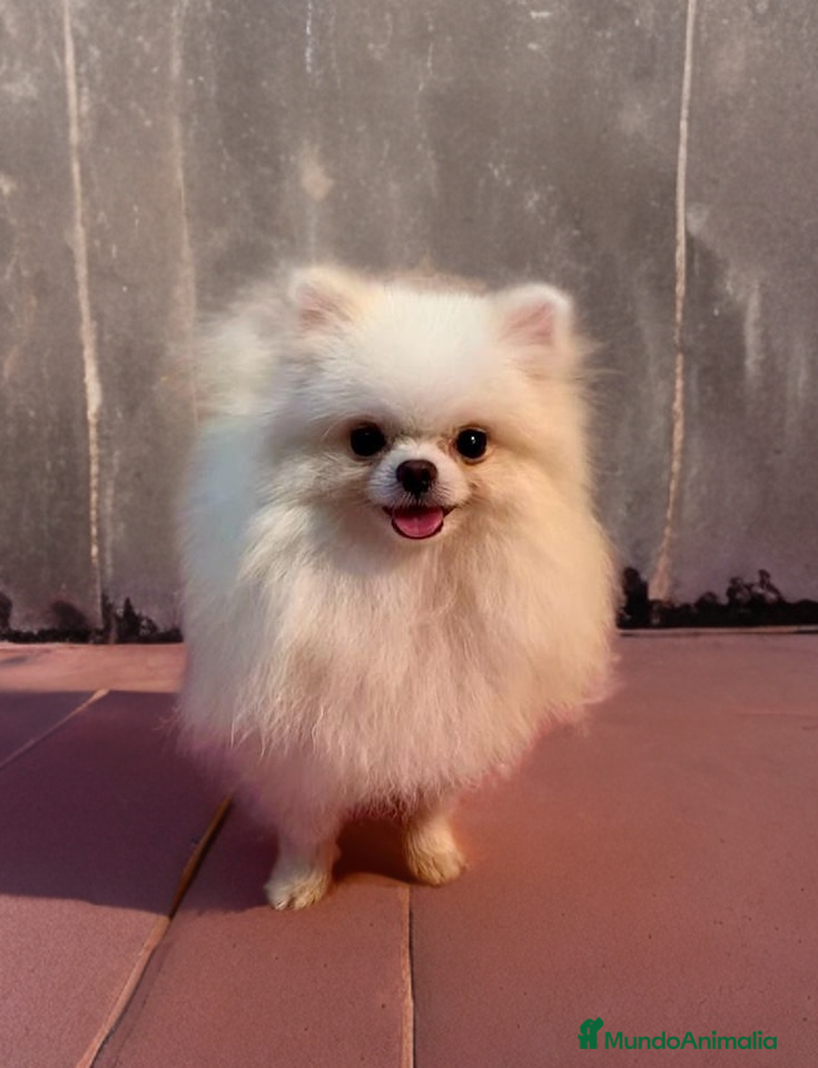 Pomerania perros Pomerania precioso 💖💕 ositos  - Anuncio 2