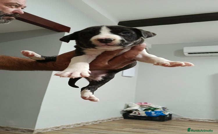 American Staffordshire-Terrier perros American estanford  - Anuncio 1