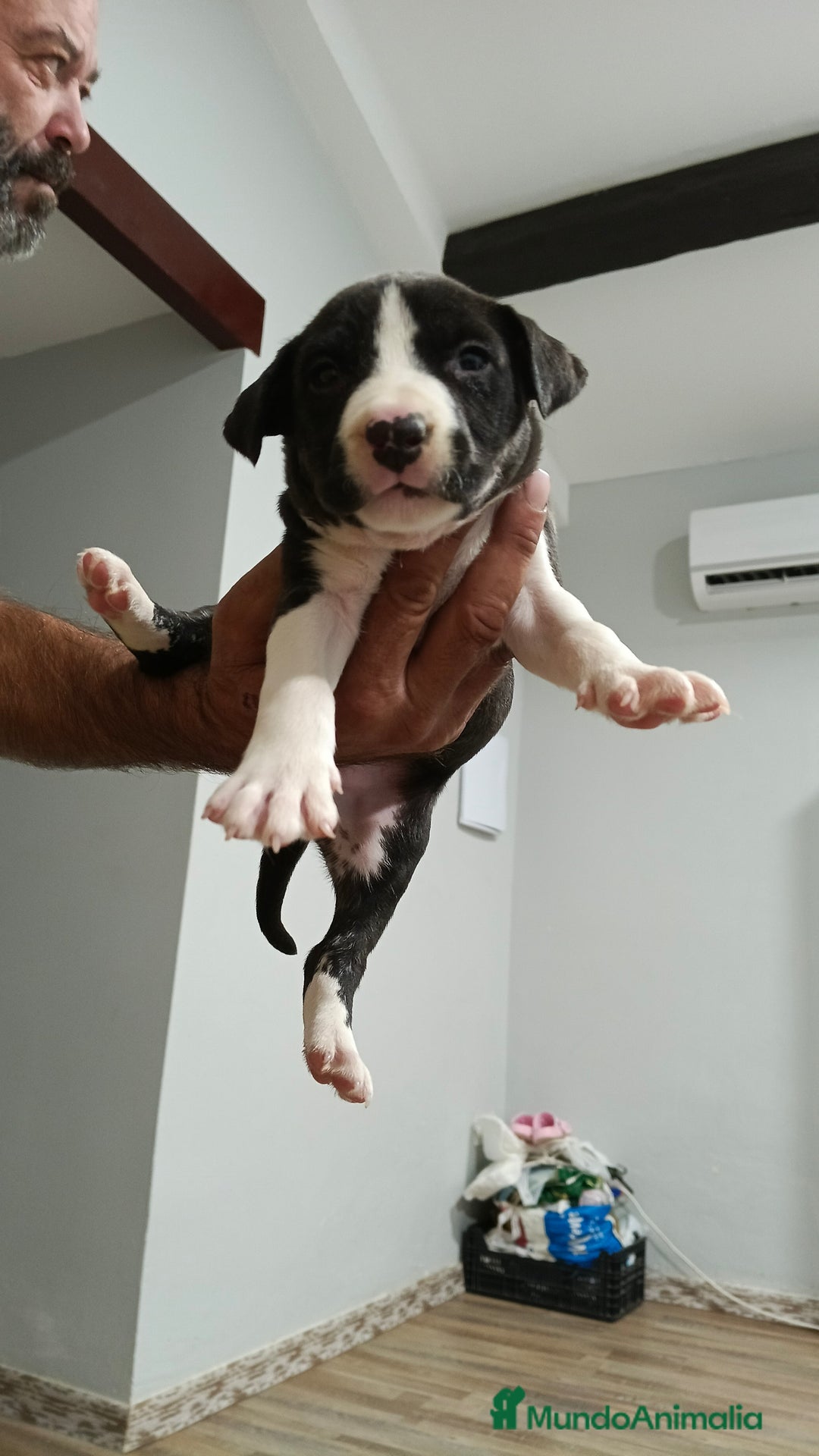 American Staffordshire-Terrier perros en venta: American estanford  - Anuncio 1