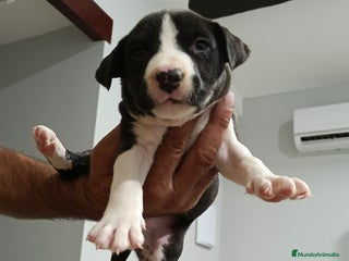 American Staffordshire-Terrier perros American estanford - Anuncio 2