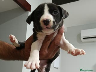 American Staffordshire-Terrier perros American stanfford - Anuncio 3