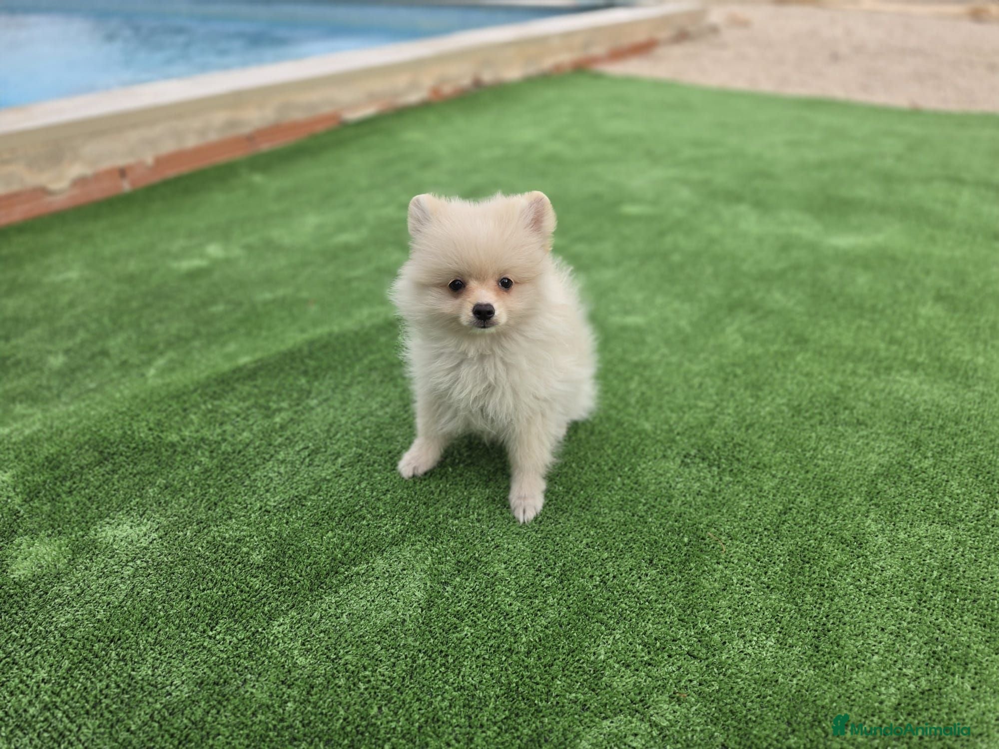 Pomerania perros Cachorrito Pomerania - Anuncio 1