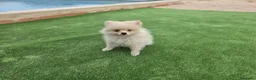 Pomerania perros en venta: Cachorritos Pomerania - Anuncio 1