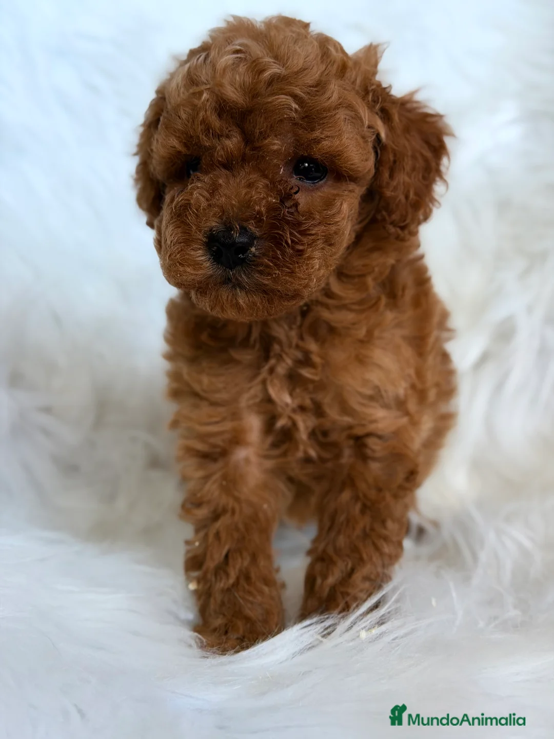 Caniche Toy perros en venta: Caniche Toy macho  - Anuncio 2