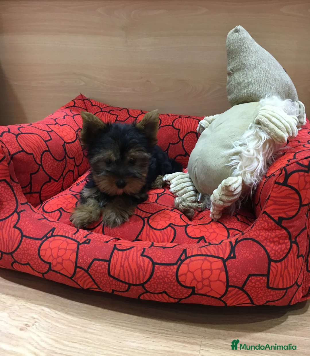 Yorkshire Terrier perros en venta: Yorkshire  en Barcelona - Anuncio 6