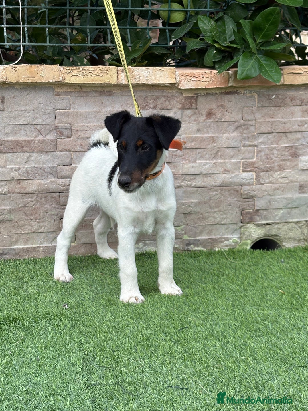 Fox Terrier de Pelo Duro perros en venta: Cachorros fox terrier smooth - Imagen 1