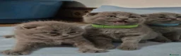 Británico de Pelo Corto gatos en venta: GATOS BRITANICO PELO CORTO  (SCOTTISH FOLD) - Anuncio 6