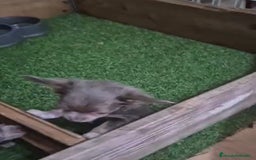 Chihuahua perros en venta: Chihuahua MICRO TOY Lilac Pelo Largo - Imagen 2