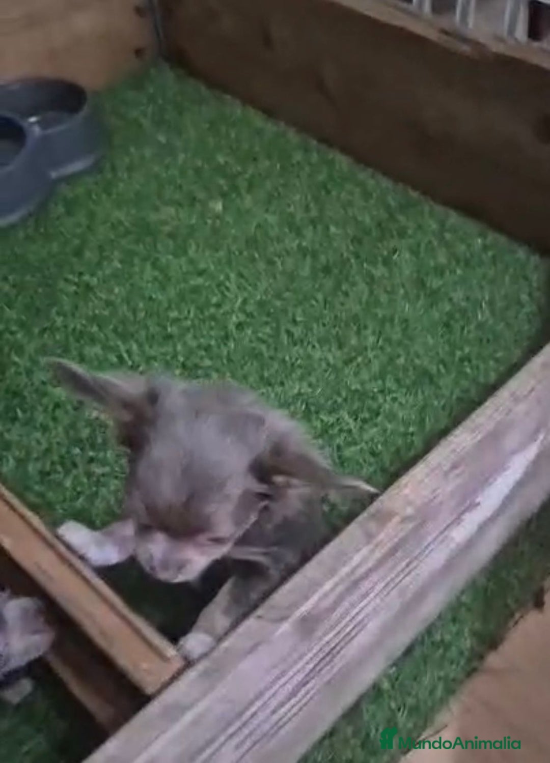 Chihuahua perros en venta: Chihuahua MICRO TOY Lilac Pelo Largo - Imagen 2