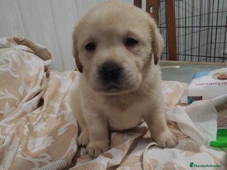 Labrador Retriever perros Labrador retriever - Anuncio 2