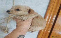 Maltipoo perros en venta: Maltipoo mini calidad y selección  - Imagen 4