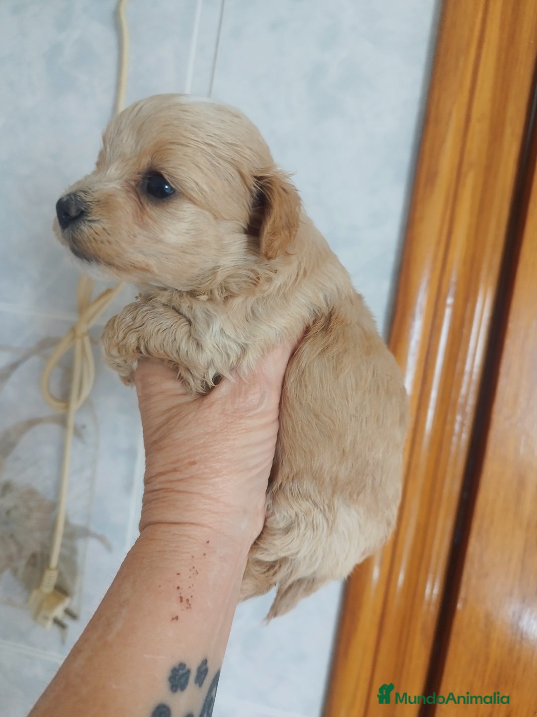 Maltipoo perros en venta: Maltipoo mini calidad y selección  - Imagen 4