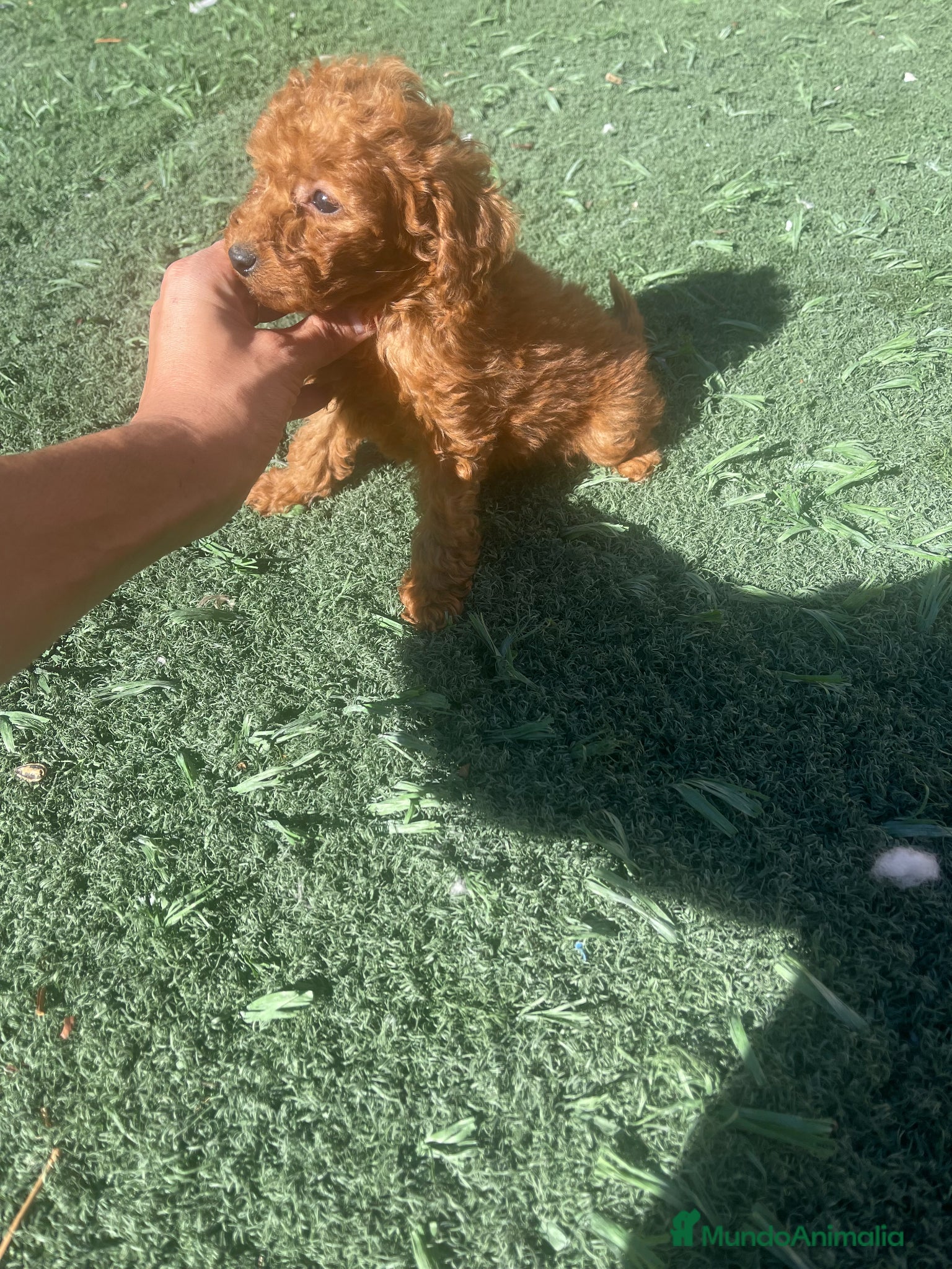 Caniche Toy perros CANICHE TOY  - Anuncio 2