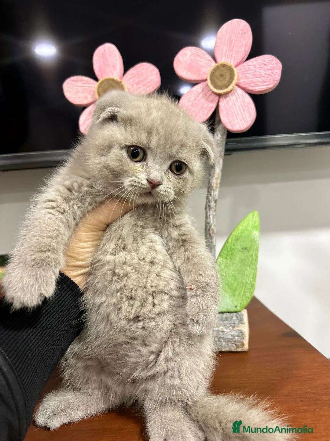 Scottish Fold gatos en venta: Venta de machito de Scotish Fold lilac - Anuncio 1