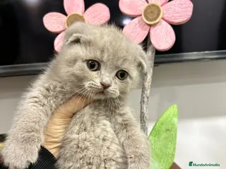 Scottish Fold gatos Venta de machito de Scotish Fold lilac - Anuncio 15