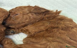 Caniche Enano perros en venta: Caniche enano  - Imagen 4
