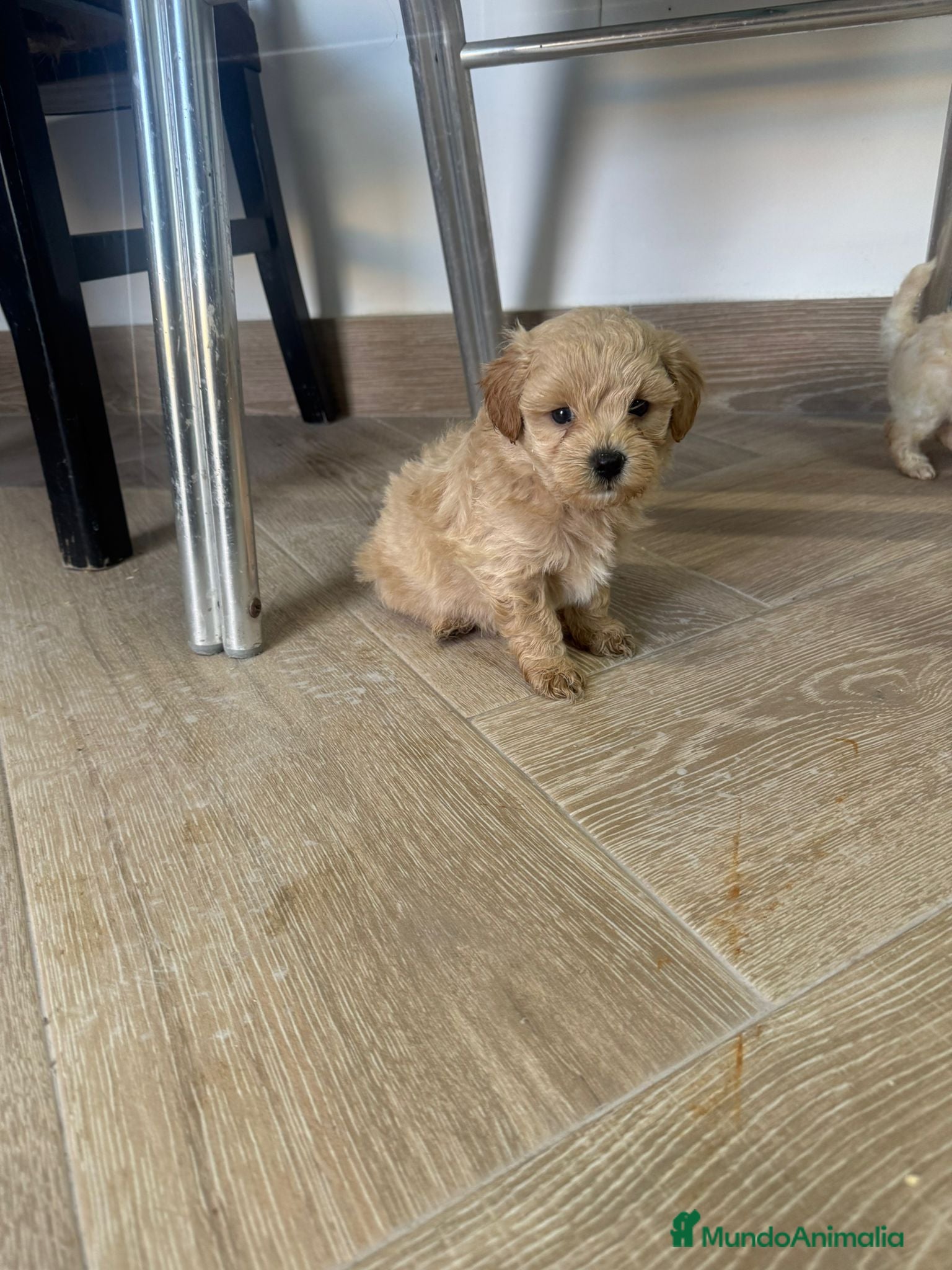 Maltipoo perros Maltipoo Toy apricot  preciosos cachorros  - Anuncio 2
