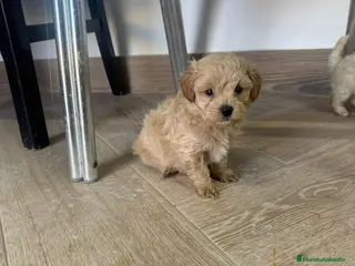 Maltipoo perros Maltipoo Toy apricot preciosos cachorros - Anuncio 2