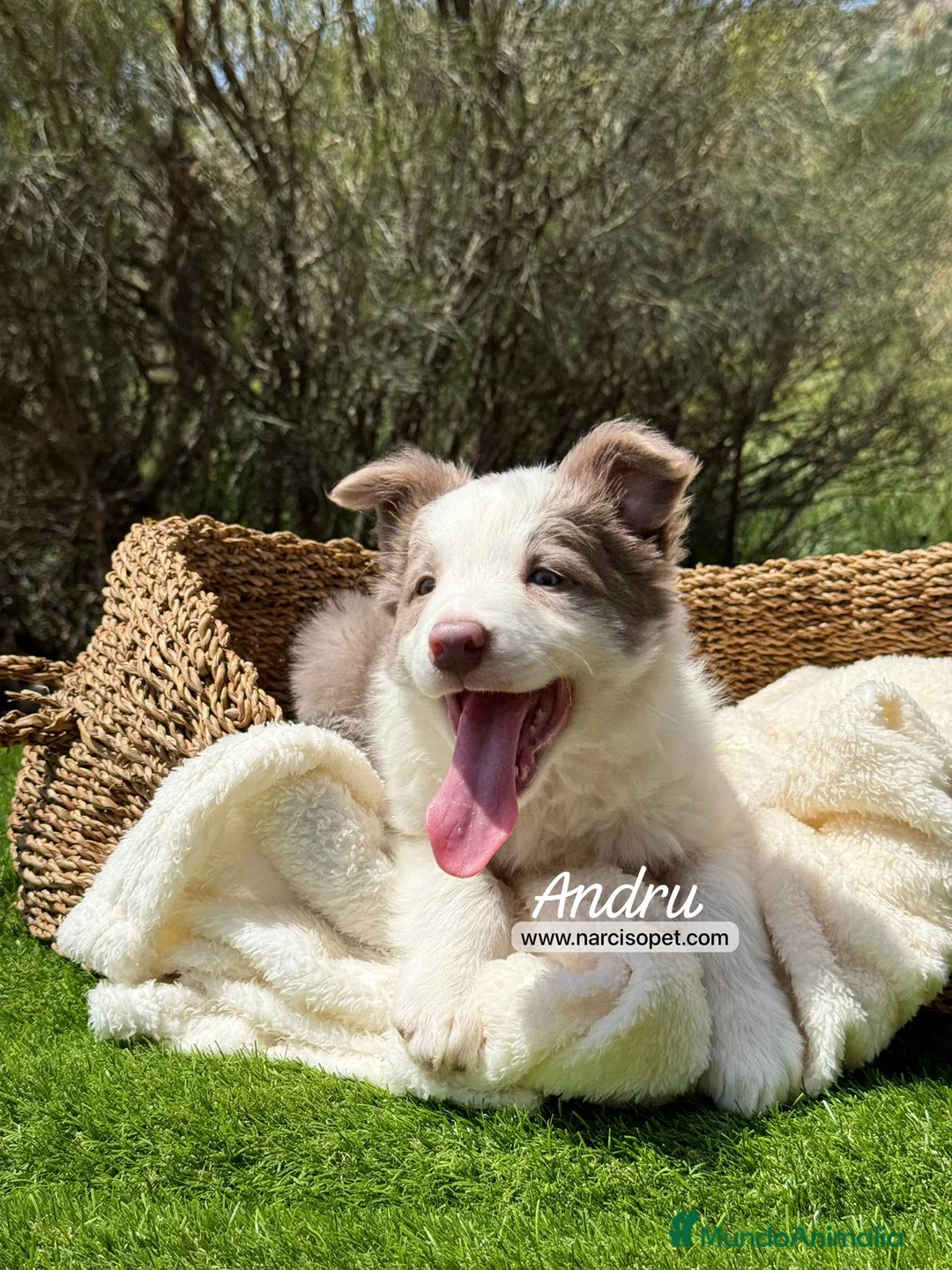 Border Collie perros en venta: BORDER COLLIE LILAC MACHO - Anuncio 2