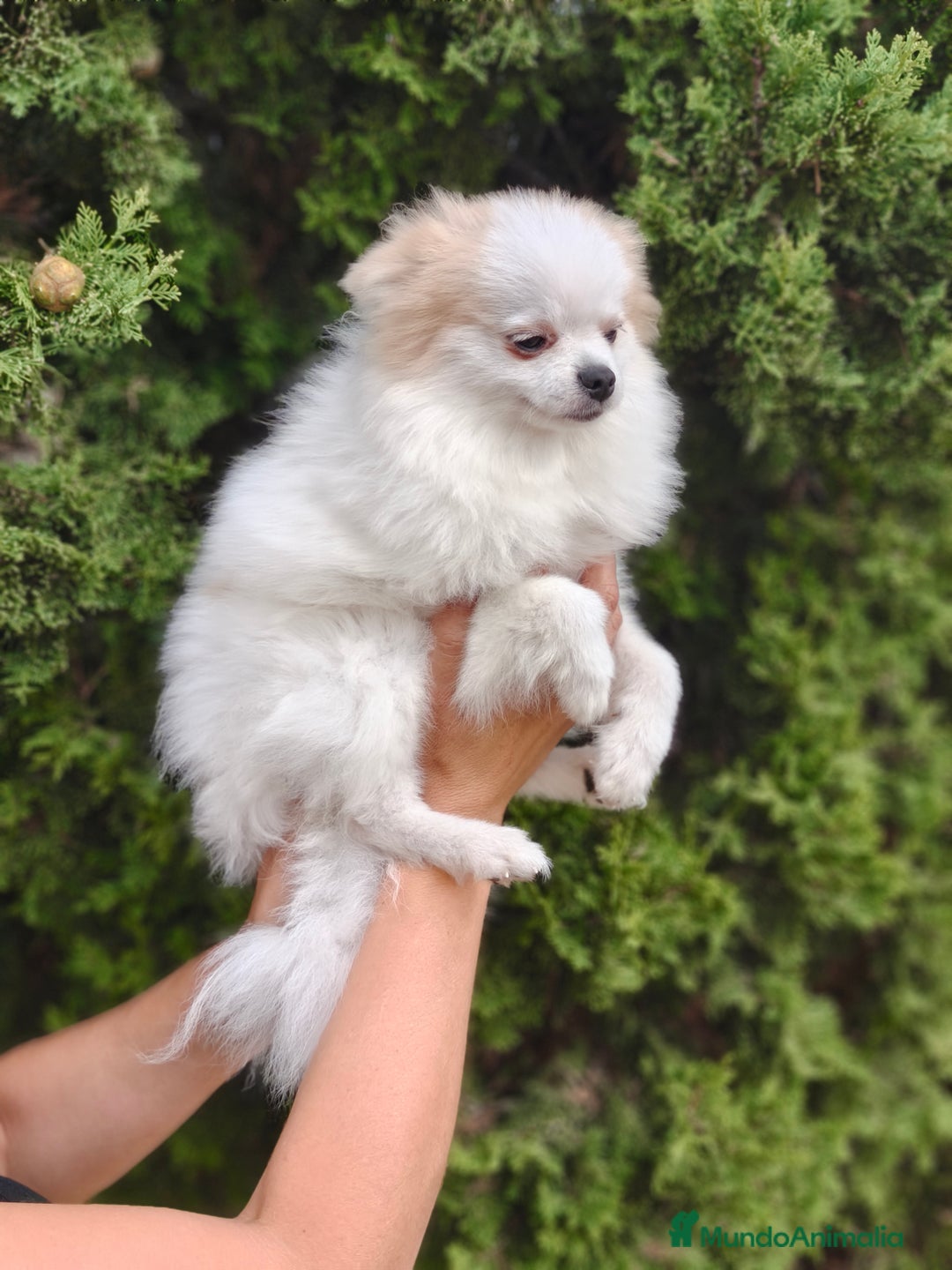 Pomerania perros en venta: Oportunidad Lulú Pomerania Ruso  - Imagen 7