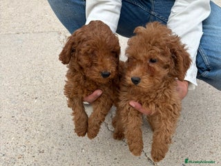 Caniche Toy perros - Anuncio 34