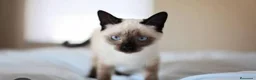 Siamés gatos en venta: Siames en Barcelona - Anuncio 3