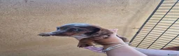Teckel Miniatura perros en venta: Impresionantes Teckel arlequines minis  - Anuncio 5
