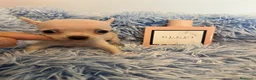 Chihuahua perros en venta: Chihuahuas minis - Anuncio 3
