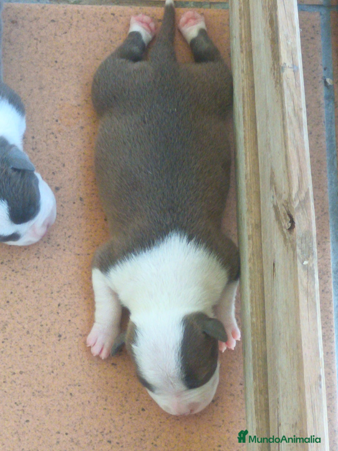 American Staffordshire-Terrier perros en venta: ✨Camada exclusiva Amstaff Blue–Pedigree y calidad✨ - Imagen 8