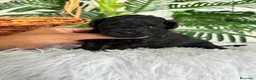 Caniche Toy perros en venta: CANICHE TOY HEMBRA - Anuncio 9