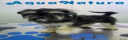 Raza Mixta perros en venta: Havayork (Habanero + Yorkshire) Hembra GUAPISIMA  - Anuncio 4