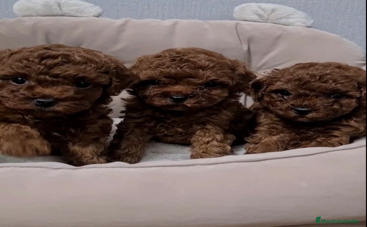 Caniche Toy perros - Anuncio 2