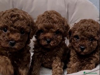 Caniche Toy perros - Anuncio 2